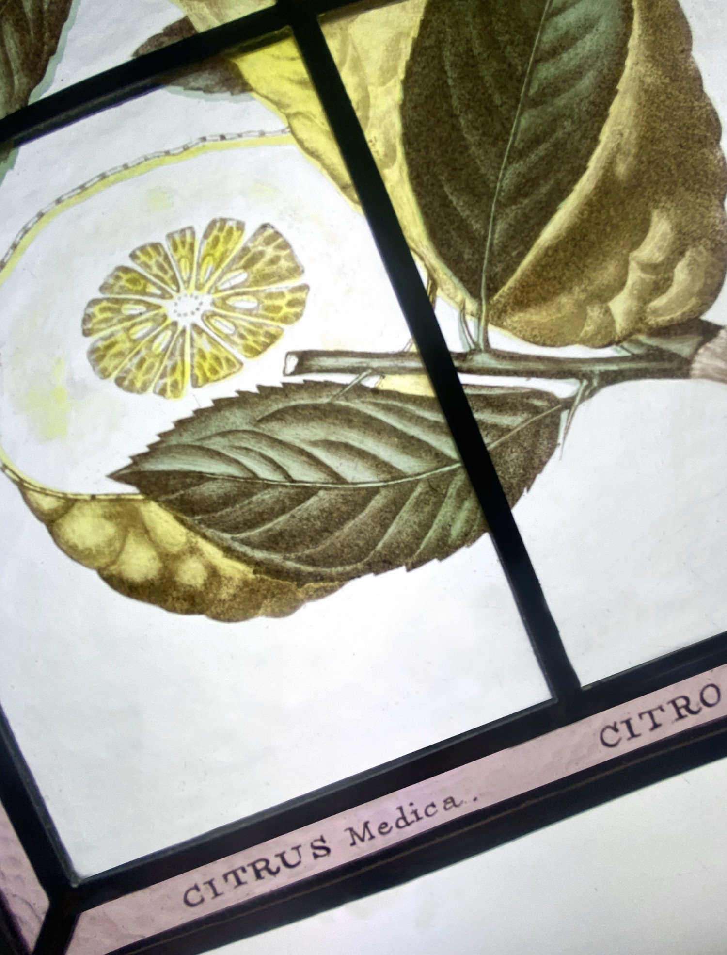 atelier-toporkoff-vitrail-citron-03.jpg